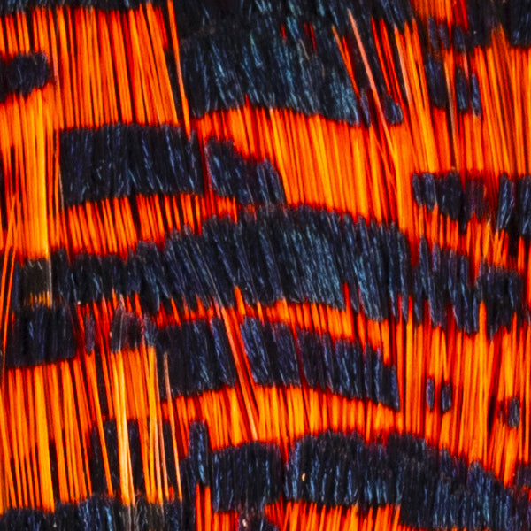 Load image into Gallery viewer, Shor Golden Pheasant Tippet Grade #2 (Shipping only in Canada)
