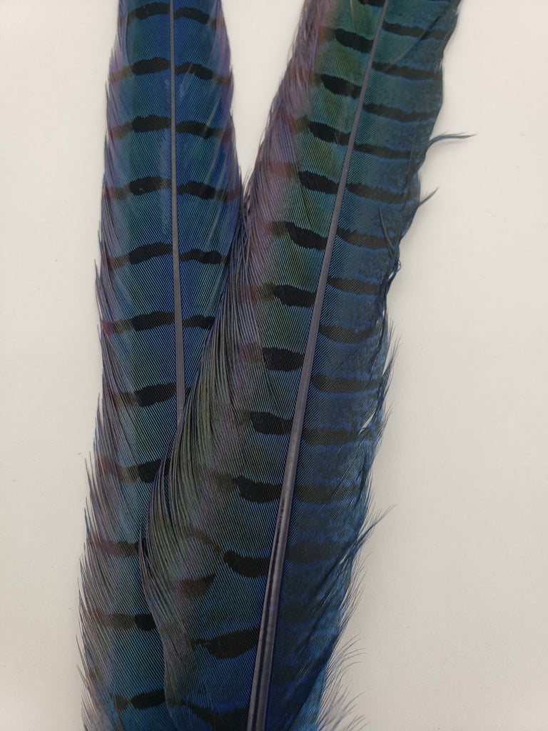 Load image into Gallery viewer, Wapsi Ringneck Pheasant Tail Pair