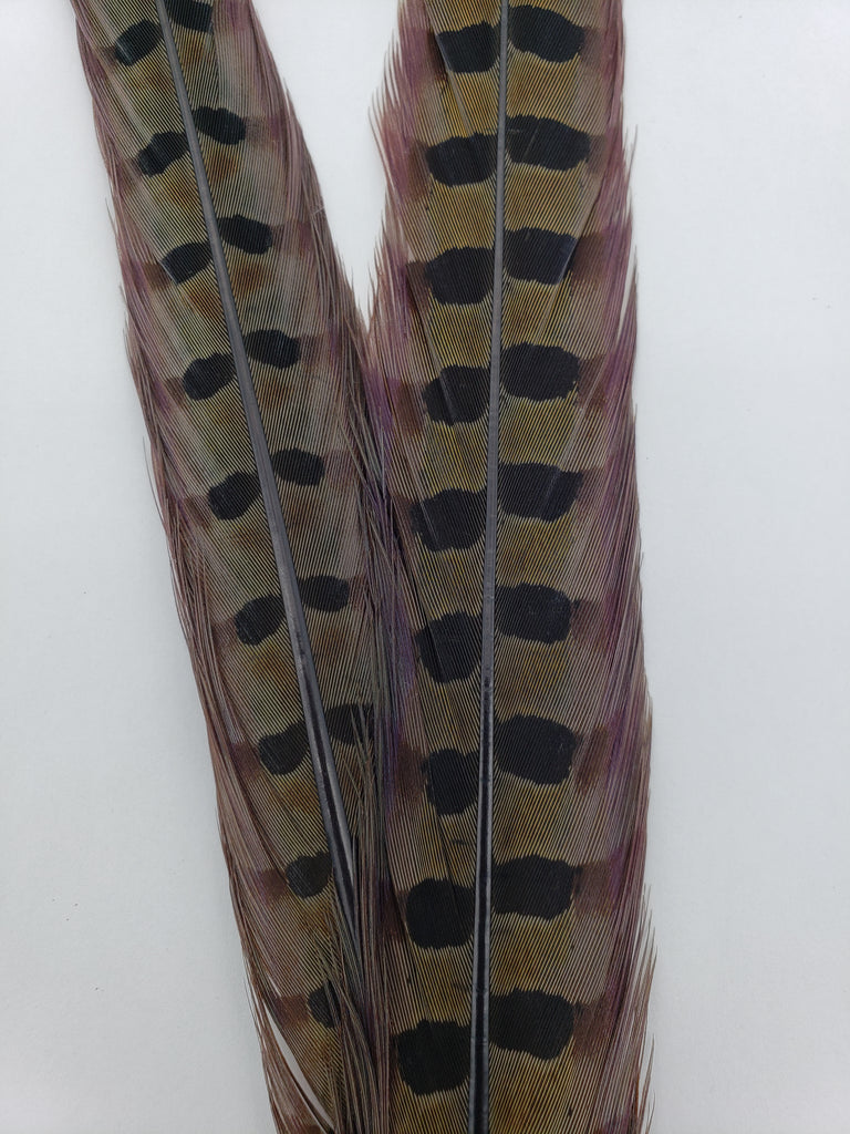 Load image into Gallery viewer, Wapsi Ringneck Pheasant Tail Pair