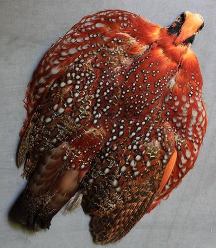 Superfly Temminck's Tragopan Pheasant Skin - Natural
