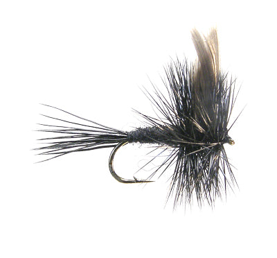 Black Gnat