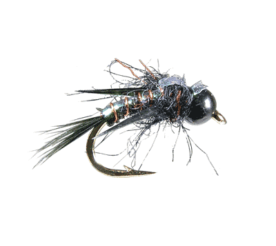 Davie's Black Widow Weevil
