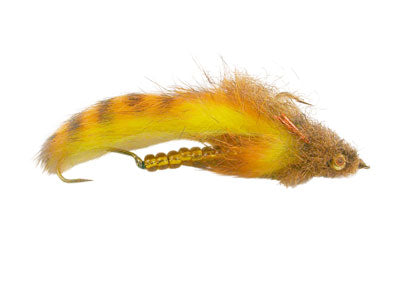 Wiese's Scleech Fly