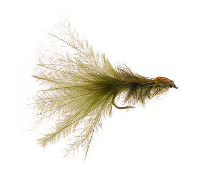 Thurman's Damseleech Fly
