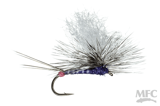 MFC Hot Spot Para-Wulff - Purple