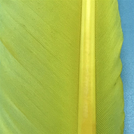 MFC Turkey Biots