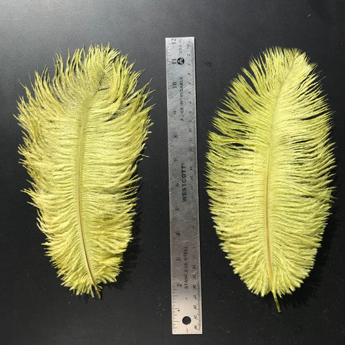 OfishL Ostrich Plumes - Medium