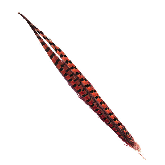 TW Ring-Necked Pheasant Tail - 18-20in