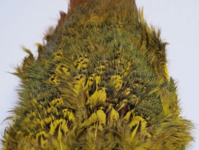 Load image into Gallery viewer, Shor Ring-Necked Pheasant Rump (Shipping in Canada Only)
