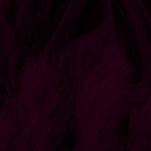 Shor Hackle 3