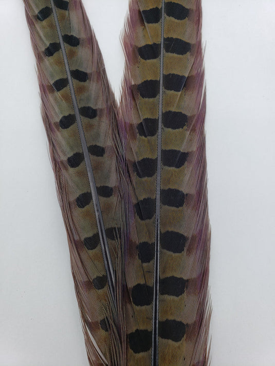 Wapsi Ringneck Pheasant Tail Pair