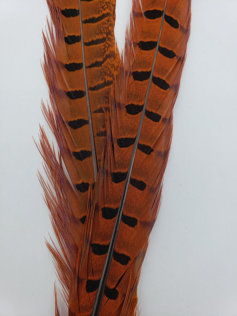 Load image into Gallery viewer, Wapsi Ringneck Pheasant Tail Pair
