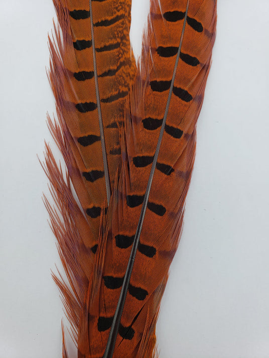 Wapsi Ringneck Pheasant Tail Pair