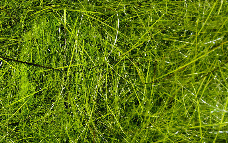 Load image into Gallery viewer, Hareline Hare&#39;s Ear Plus Dub
