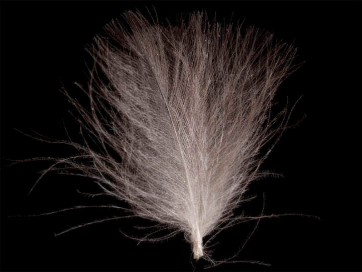 Load image into Gallery viewer, Shor Duck Oil Gland Feathers (CDC) [Shipping in Canada only]
