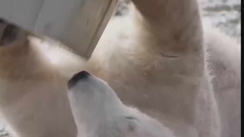 Load and play video in Gallery viewer, YETI Tundra 160 Hard Cooler [Oversized Item; Extra Shipping Charge*]
