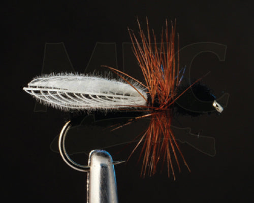 MFC CDC Flying Ant