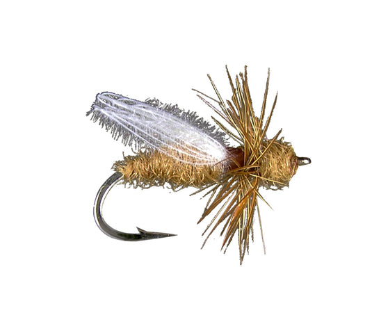 MFC CDC Flying Ant