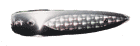 Apex Trout Killer Trolling Lures 1.0